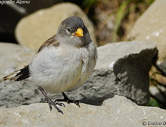 Animali 111
